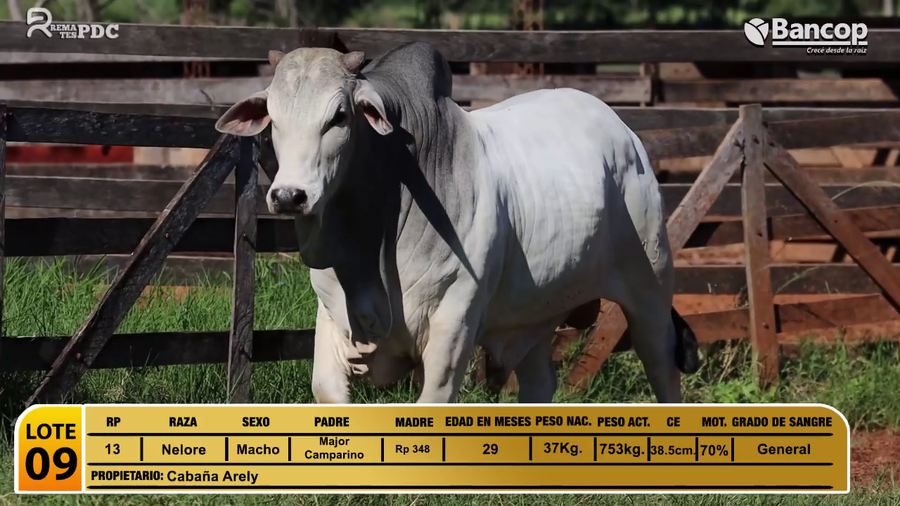 Lote Toros Nelore a remate en Jueves 29 de mayo- Remates PDC, San Pedro