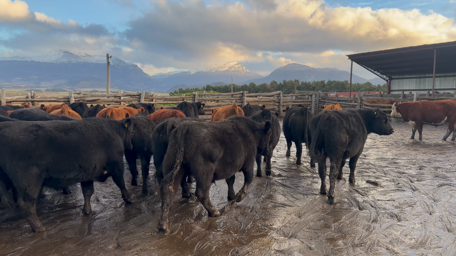 Lote 50 Novillo Engorda en Coyhaique, XI Región Aysén