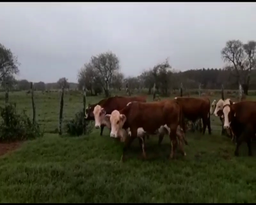 Lote 55 Vaquillonas en Ituzaingó, Corrientes