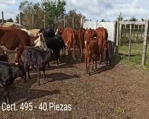 Lote (Vendido)40 Piezas de cría  4 AA - 1 AA HE - 2 RA - 6 RA HE - 3 HE - 2 CH - 1 RA / NO - 1 CH / HE  TER. RAZA: 6 AA - 6 AA HE - 1 HE - 2 RA HE - 2 CH - 1 AA HO - 1 HO a remate en Remate virtual de Coco Morales & Asoc. 375kg -  en A 12 KM DE CARDONA POR CAMINO VECINAL