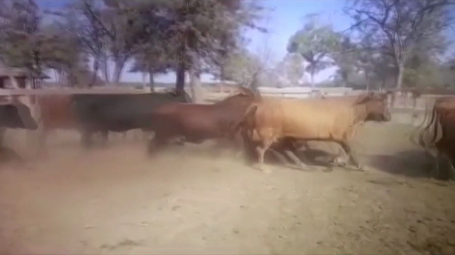 Lote 38 Vacas nuevas C/ gtia de preñez en J.J. Castelli, Chaco