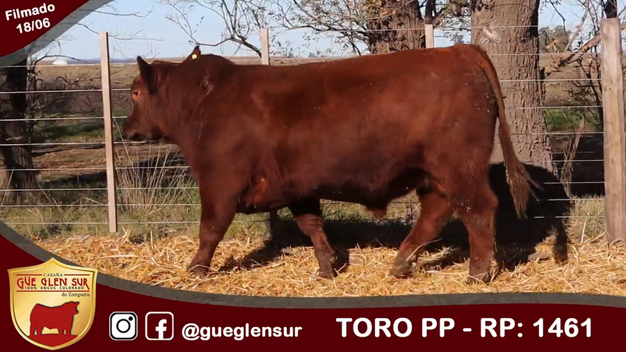 Lote Toro PP