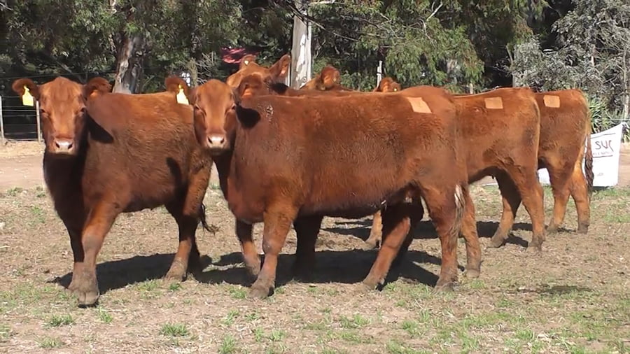 Lote VAQUILLONAS PURAS CONTROLADAS CON GARANTIA DE PREÑEZ