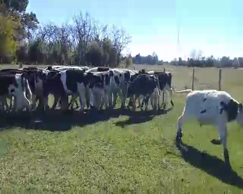 Lote 20 Terneros en Brandsen, Buenos Aires