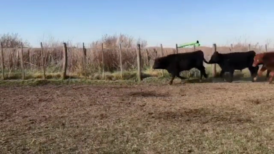 Lote 48 Novillitos en Navarro, Buenos Aires