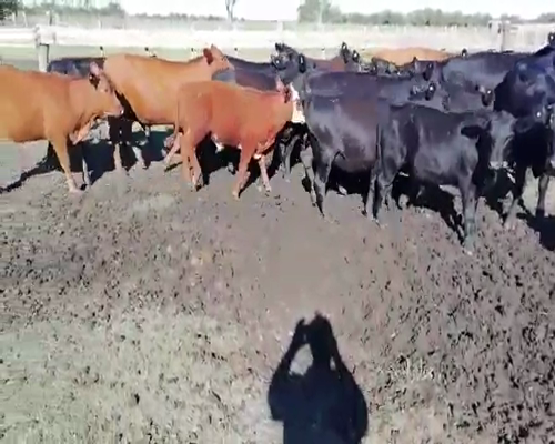 Lote 27 Terneros/as en Villaguay, Entre Ríos