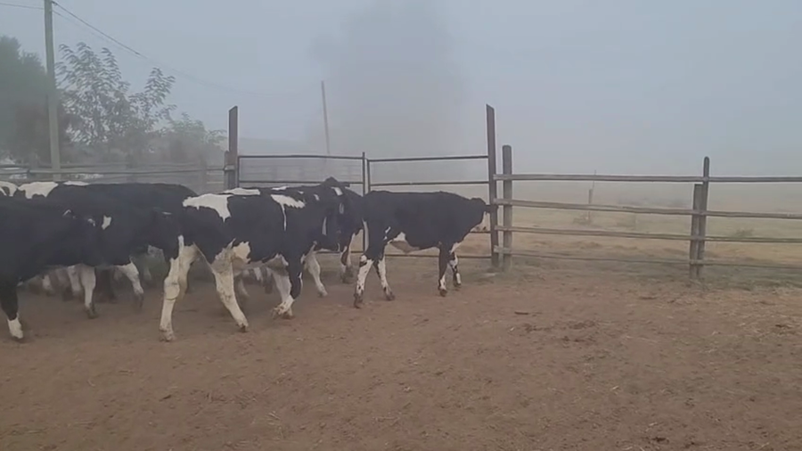 Lote 22 Novillo Engorda en Melipilla, Región Metropolitana