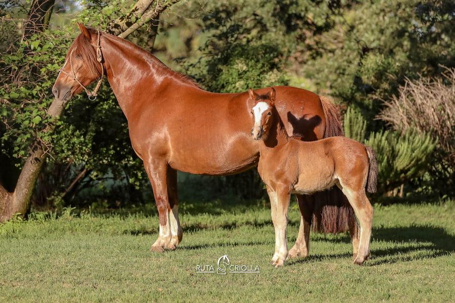 Lote Ñandu Ay Que Suerte