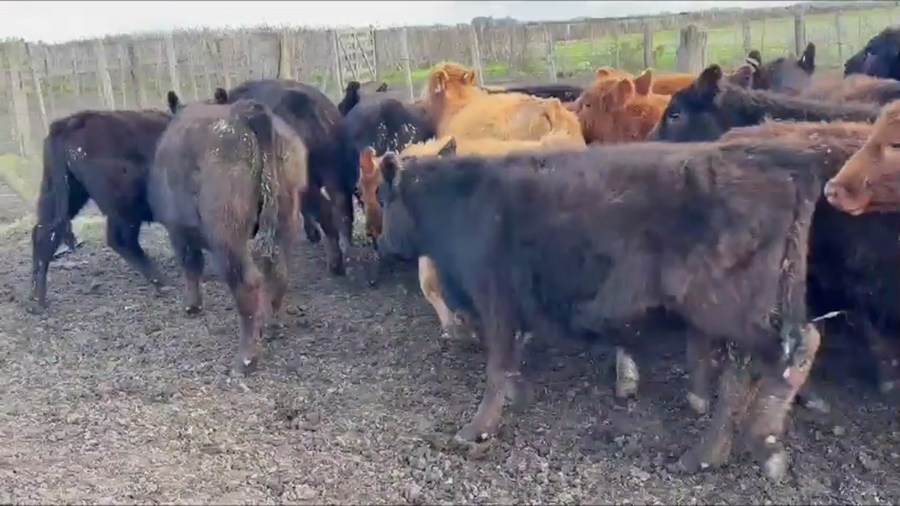 Lote 70 Terneros en Maipú