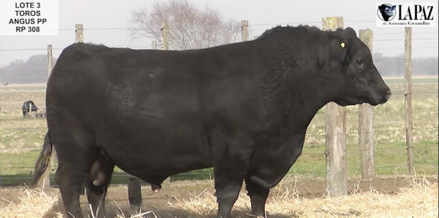 Lote TOROS PUROS DE PEDIGRE