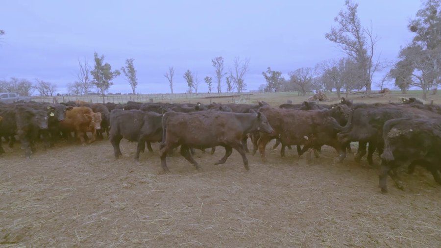 Lote En Rojas