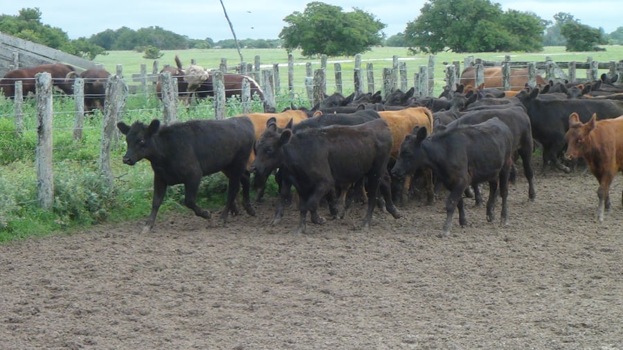 Lote SAENZ VALIENTE, BULLRICH Y Cia. S.A.