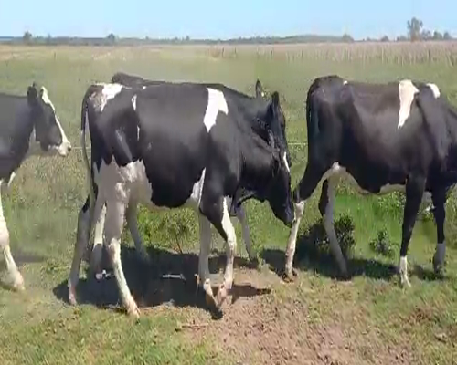 Lote Lopez Ramon Ariel