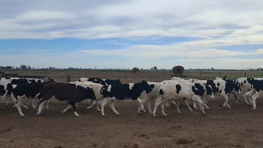 Lote 40 Novillitos Holando en Porteña, Córdoba