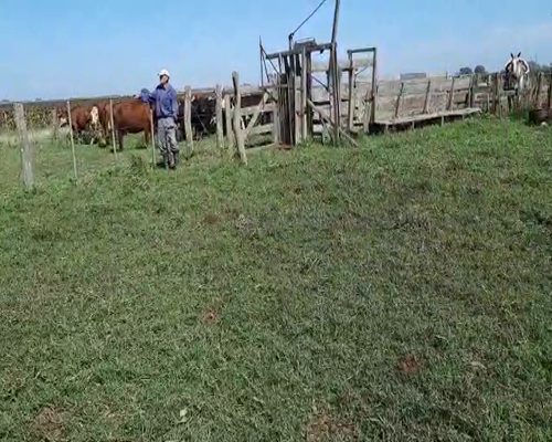 Lote 21 Terneras en Gral. Lamadrid, Buenos Aires