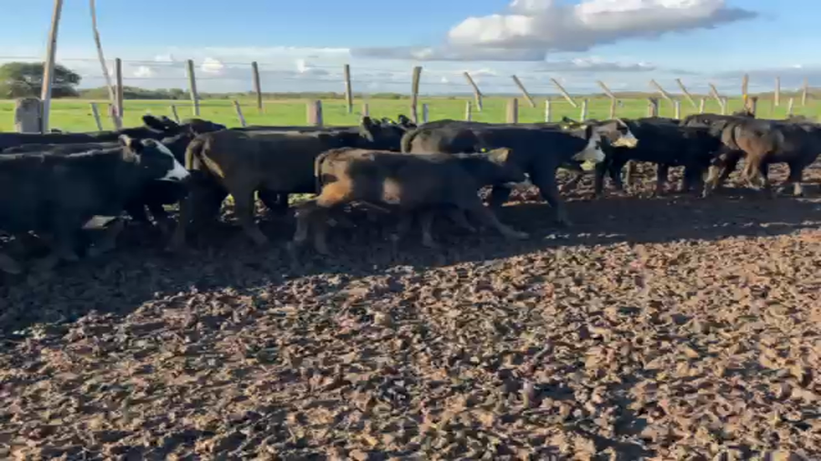 Lote 50 Terneras Braford, Brangus y sus cruzas en Hipatía, Santa Fe