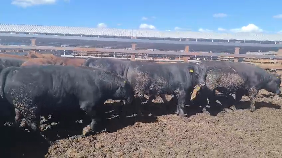 Lote 40 Novillo Gordo en Los Ángeles, VIII Región Biobío