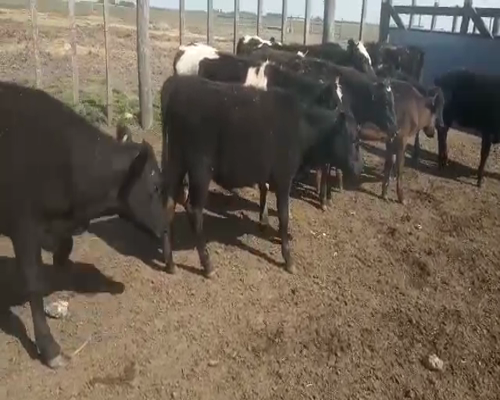 Lote 11 Terneras a remate en Pantalla Aniversario 170kg - , San José