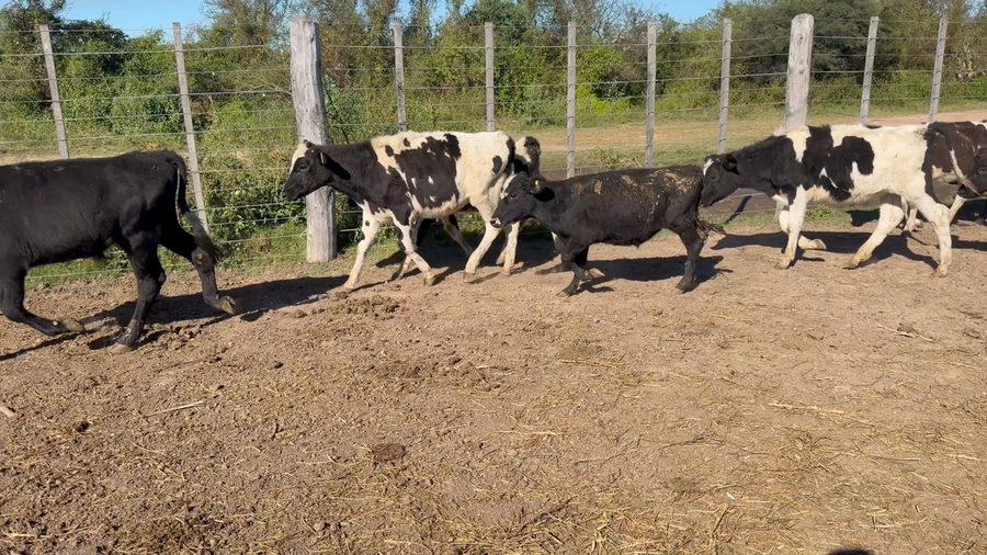 Lote 16 Terneros Holando Argentino en San Cristobal, Santa Fe