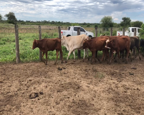 Lote 95 Terneras en Palo Santo, Formosa