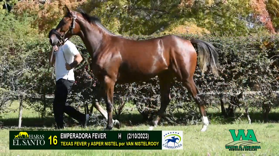 Lote EMPERADORA FEVER