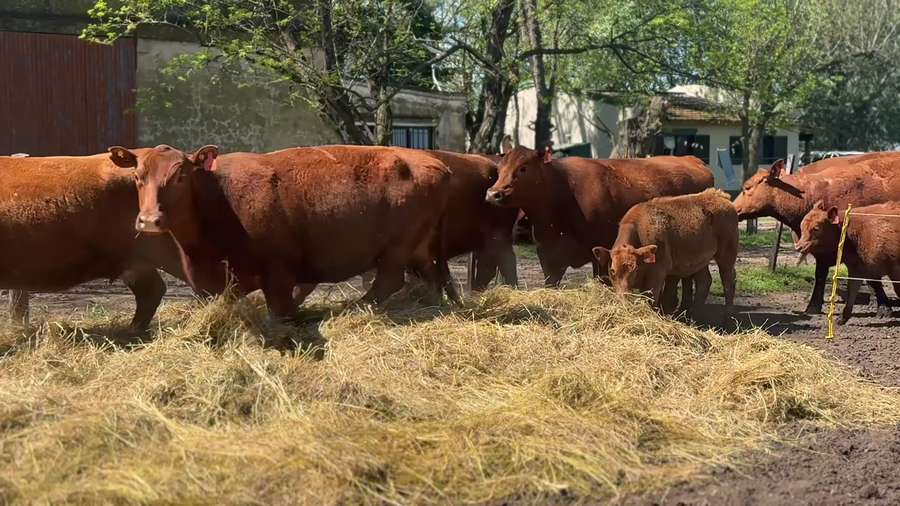 Lote 6 Vacas PC C/ cria