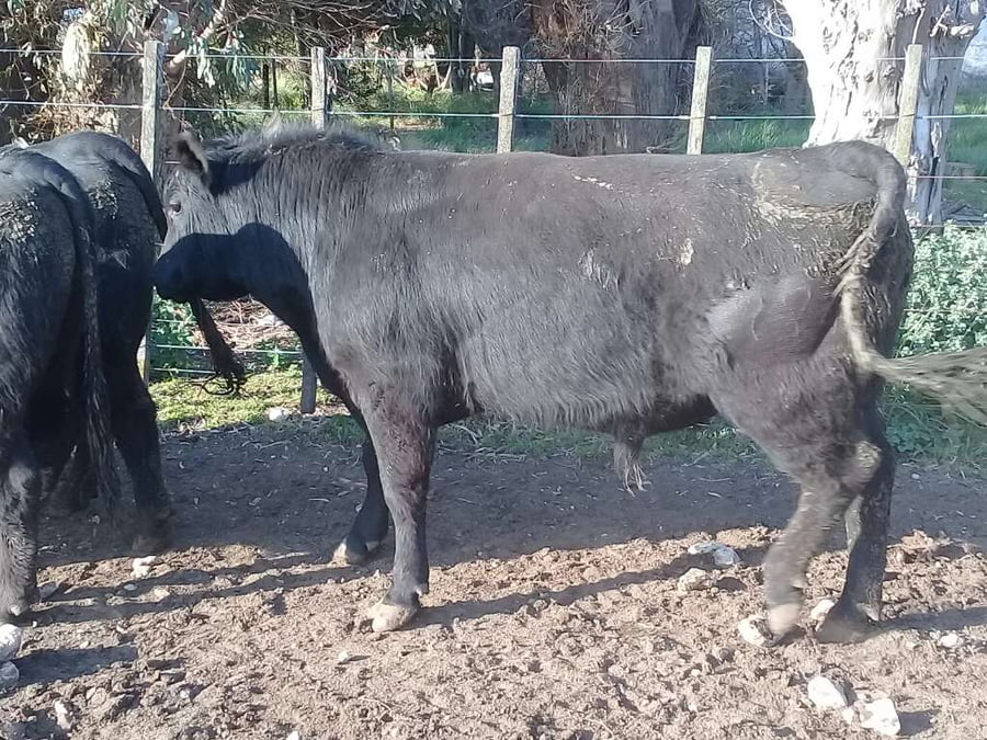 Lote 9 Toros reproductor en Benito Juárez, Buenos Aires
