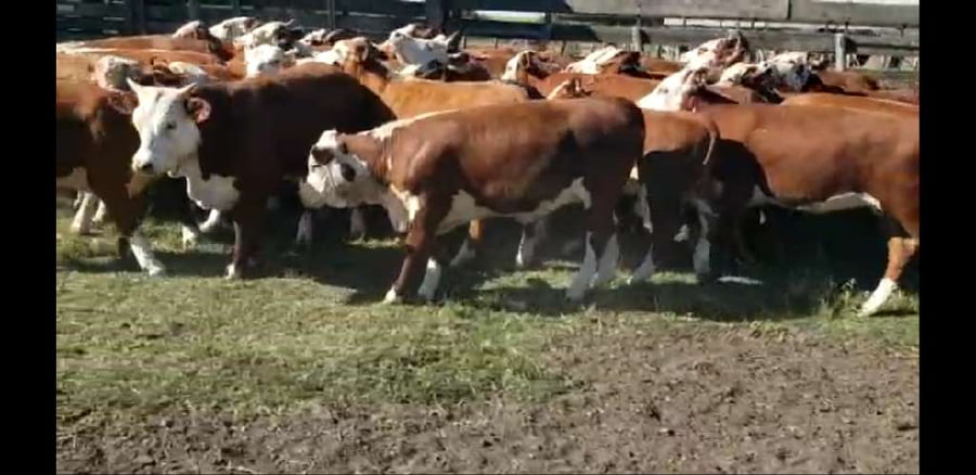 Lote 40 Terneros/as en Villaguay, Entre Ríos