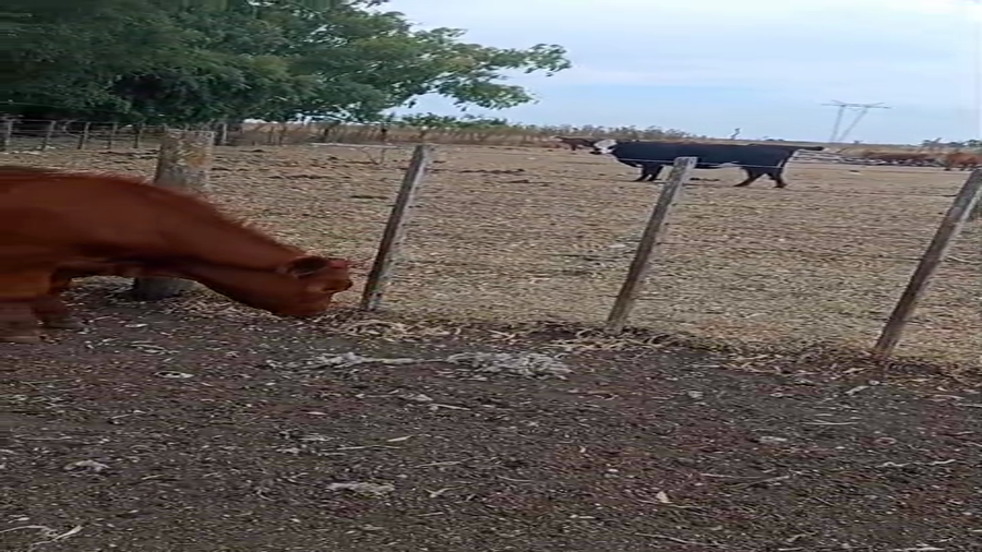 Lote 18 Novillos en Olavarría