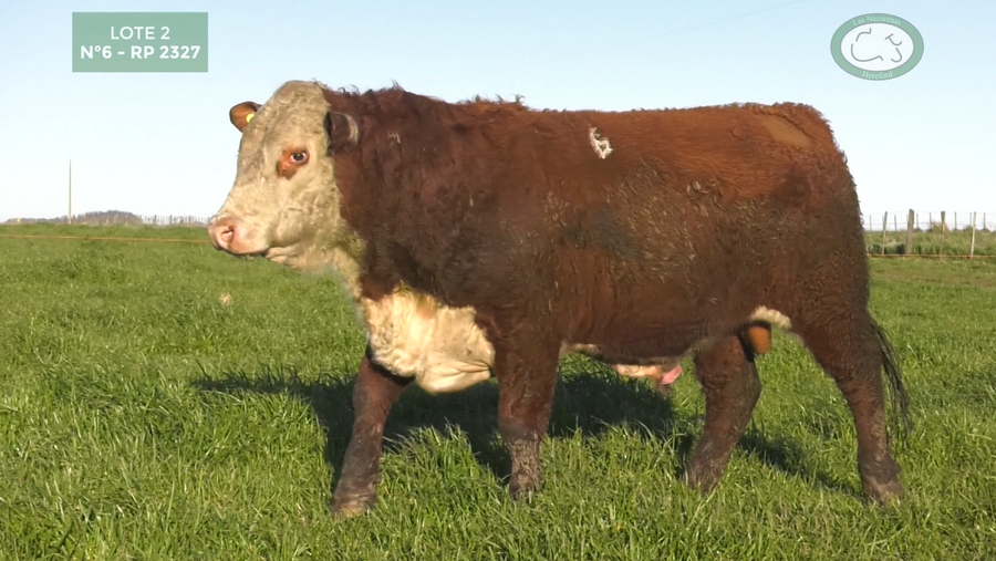 Lote Toros Polled Hereford Puros Registrados. Las Nazarenas