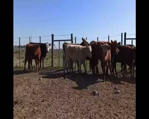 Lote Terneras