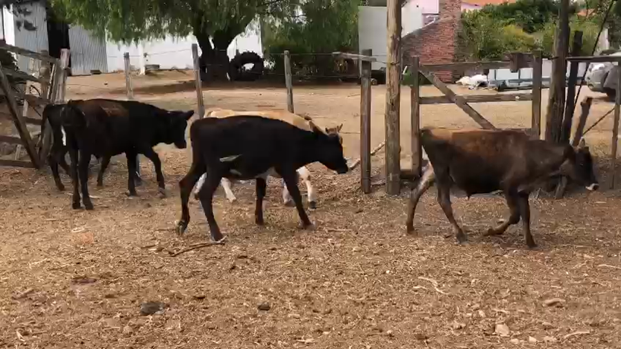 Lote 5 Terneros Cruza Kiwy Y Jersey a remate en Pantalla Camy - Liquidación de Estancia 110kg -  en Escudero