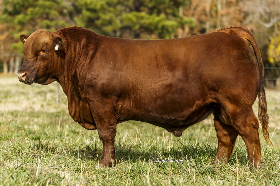 Lote TOROS PUROS DE PEDIGREE