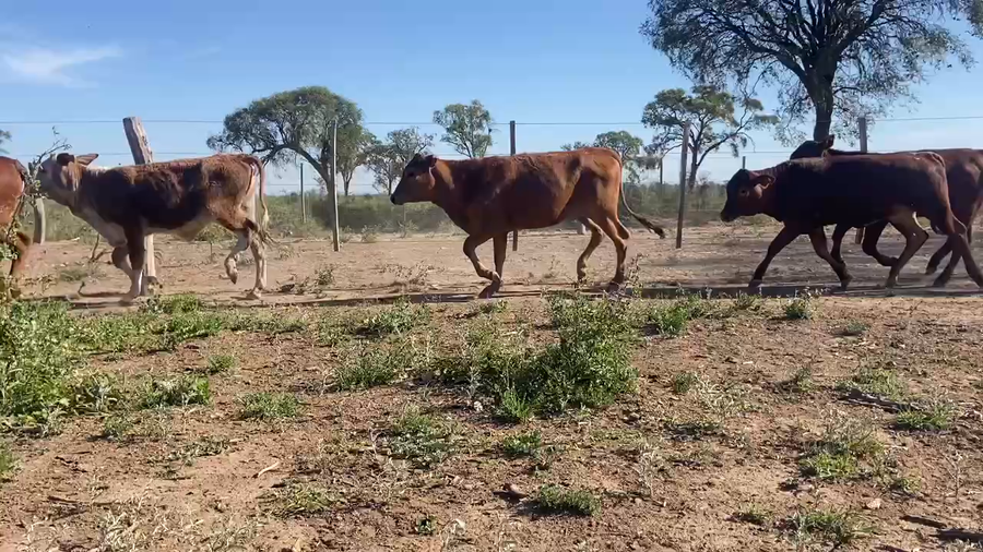 Lote 153 Terneras en Bandera Bajada, Santiago del Estero