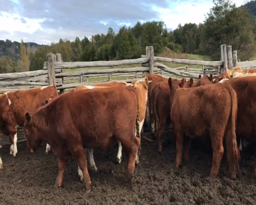 Lote 55 Novillo Engorda en Coyhaique, XI Región Aysén