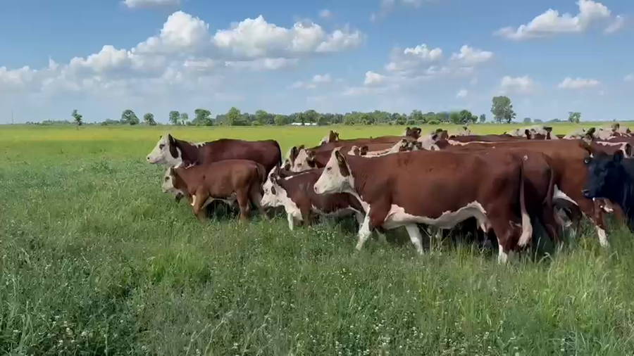 Lote 35 Vacas C/ gtia de preñez