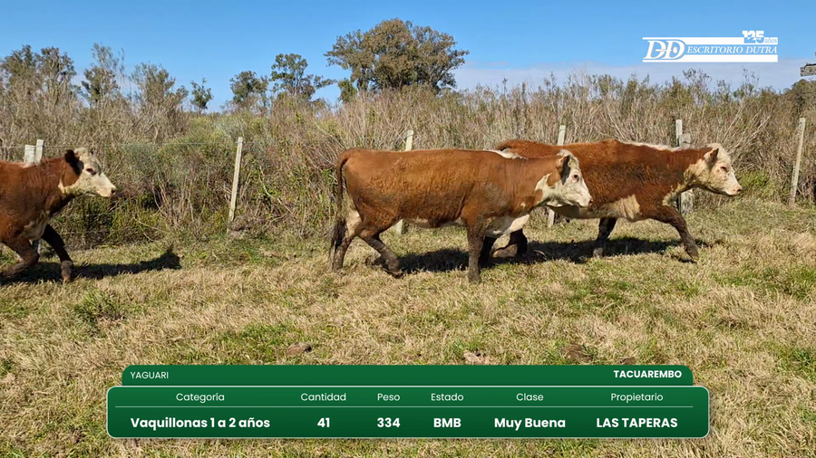 Lote 41 Vaquillonas 1 a 2 años a remate en Vientres Kiyu 334kg - , Tacuarembó
