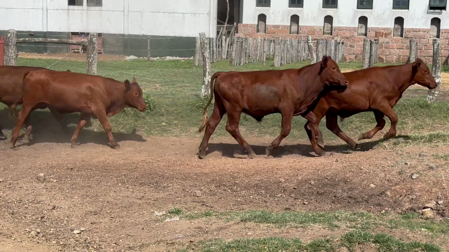 Lote 82 Novillitos