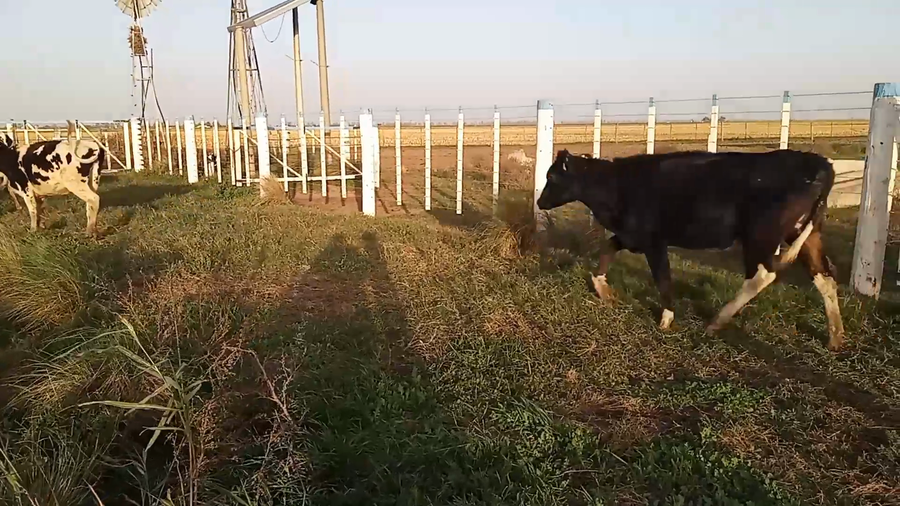 Lote 70 Vaquillonas Holando Argentino en Porteña, Córdoba