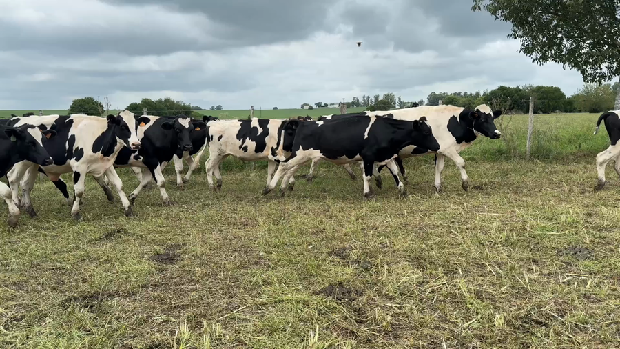 Lote NOVILLOS 1 a 2 AÑOS