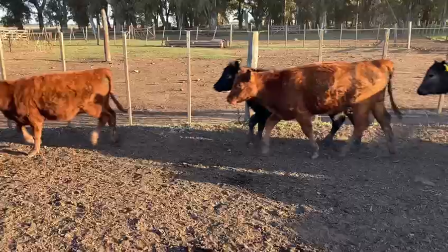 Lote 70 Terneras en Azul, Buenos Aires