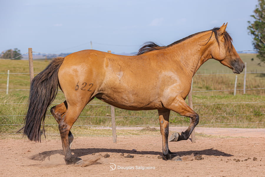 Lote TRANQUILA 622 DE LA CASELLA
