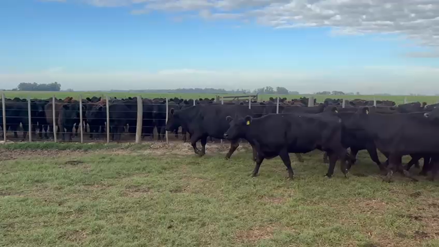 Lote 24 Vacas medio uso C/ gtia de preñez en Buenos Aires, Navarro