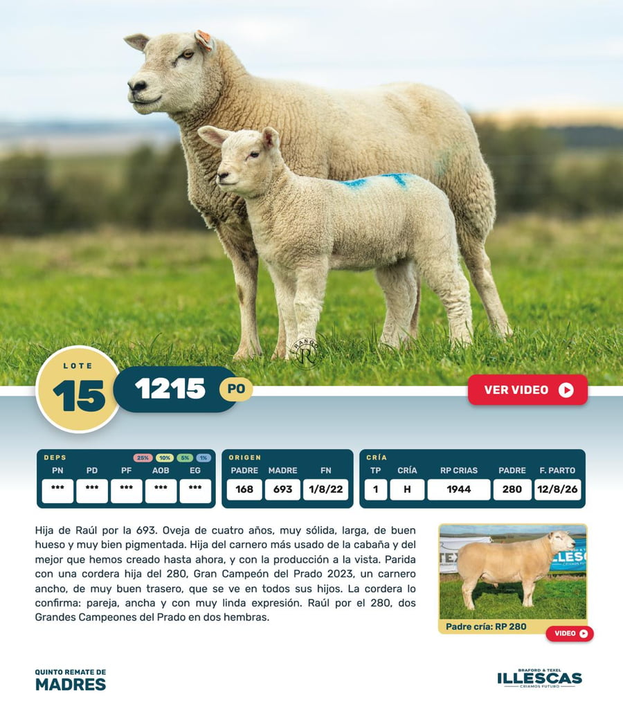 Lote Lote 15