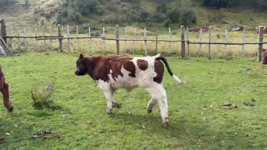 Lote 25 Ternero en Coyhaique, XI Región Aysén