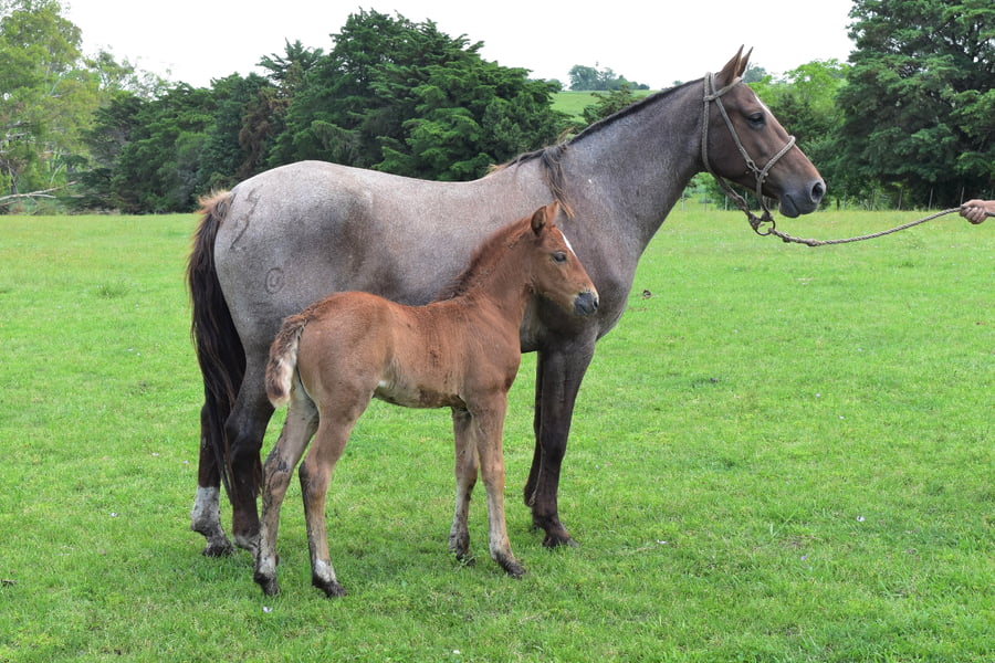 Lote RP 42 - BLANQUITA TABORDA