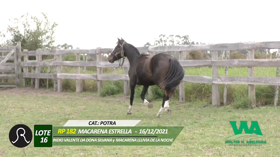 Lote MACARENA ESTRELLA