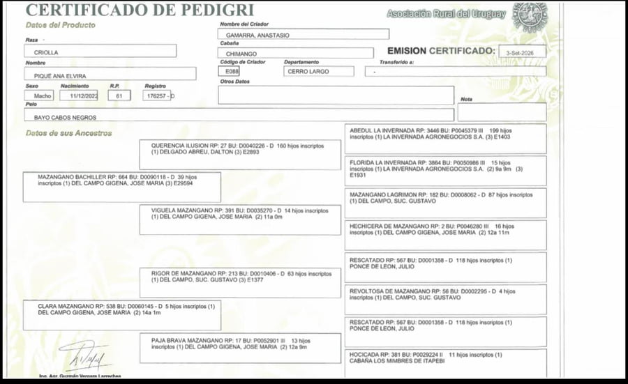 Lote Pique Ana Elvira