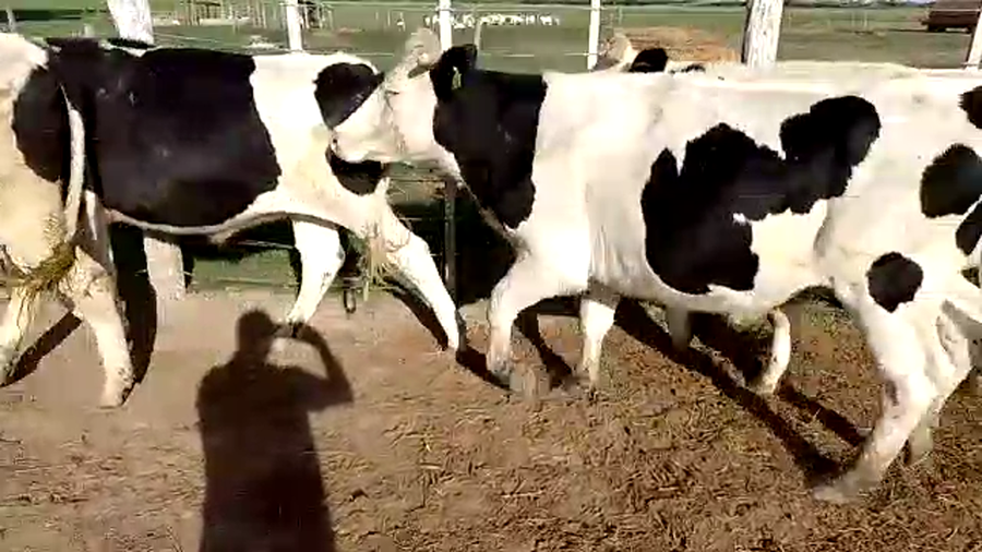 Lote 8 Novillos en Santa Fe, Sunchales