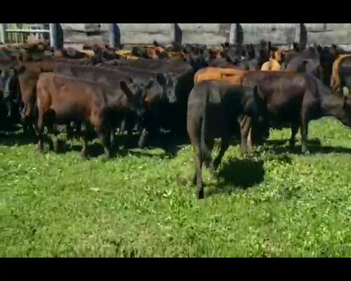 Lote 100 Terneros en Villaguay, Entre Ríos